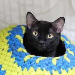 生後９か月スレンダーな黒猫の女の子：ごまちゃん