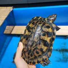 生き物好きな愛媛の人！
