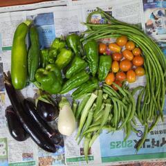 【お取引先決定済】白ナスと野菜のセット