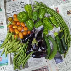 【お取引先決定済】朝採り夏野菜のセット