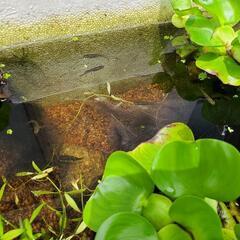 メダカ 三浦メダカ 原種 1ペア
