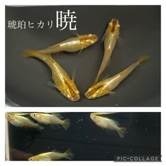 【nego_mdk】琥珀ヒカリ暁メダカ大SALE🎉