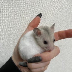 ゴールデンハムスター