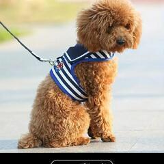 犬リードの画像