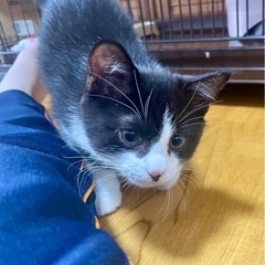白黒ハチワレ⭐︎男の子