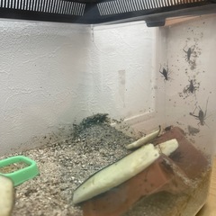鈴虫