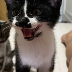 7月30日更新⚡️イナズマ柄の男の子　ハチワレ女の子🐱子猫3ヶ月くらい