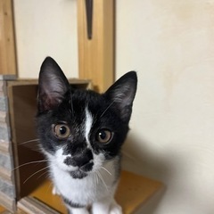 7月30日更新⚡️イナズマ柄の男の子　ハチワレ女の子🐱子猫3ヶ月くらい - 亘理郡