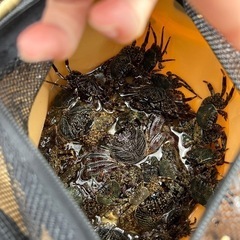釣り用　生き餌　活カニ