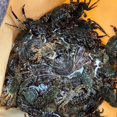 釣り用　生き餌　活カニの画像