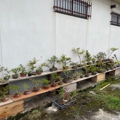 盆栽の画像