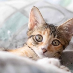 ミケ？キジ？可愛い女の子レアちゃん2ヶ月半 - 猫