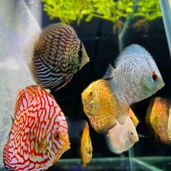 埼玉動物海洋専門学校での教員募集
