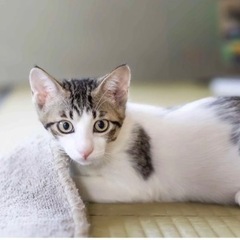 甘えん坊サバシロ男子2ヶ月半
