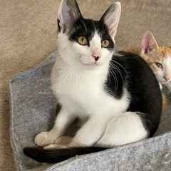 とても綺麗なイケメンハチワレくん3ヶ月