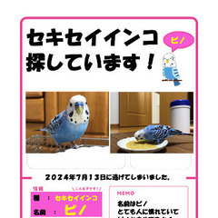 セキセイインコが行方不明になってしまいました。
