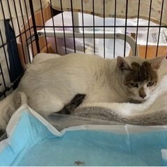 額にハート型の柄があるさくら猫を探しています