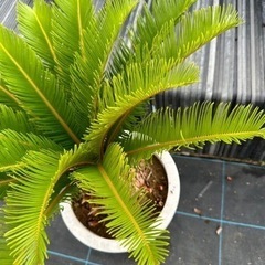 蘇鉄　ソテツ　 ガーデニング　植木　No.17の画像