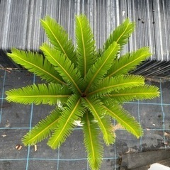 蘇鉄　ソテツ　 ガーデニング　植木　No.17の画像