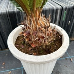 蘇鉄　ソテツ　 ガーデニング　植木　No.17の画像
