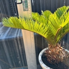蘇鉄　ソテツ　 ガーデニング　植木　庭木　木　No.18の画像
