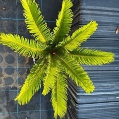 蘇鉄　ソテツ　 ガーデニング　植木　庭木　木　No.18の画像