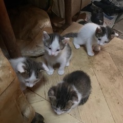 生後25日目子猫　5匹います。1匹から多頭飼いまで募集　里猫　里...