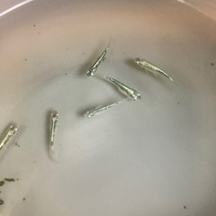 宇治天秤メダカ の画像