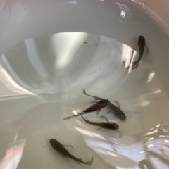 宇治天秤メダカ 
