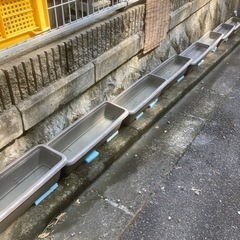 宇治天秤メダカ の画像