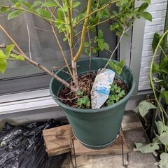 【値下げ】ブルーベリーの木（鉢植え）2本セットの画像