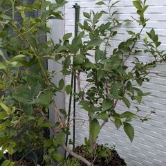 【値下げ】ブルーベリーの木（鉢植え）2本セットの画像