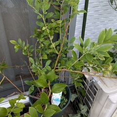 【値下げ】ブルーベリーの木（鉢植え）2本セットの画像