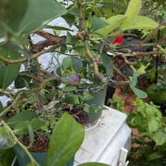【値下げ】ブルーベリーの木（鉢植え）2本セットの画像