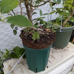 【値下げ】ブルーベリーの木（鉢植え）2本セットの画像