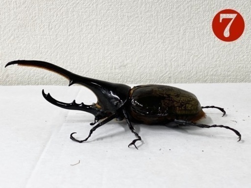 条件変更　ヘラクレスオオカブト 140up オス単品❼