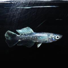 グランブルーキッシングワイドフィン光体型　若魚1ペアの画像