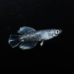 グランブルーキッシングワイドフィン光体型　若魚1ペア