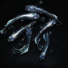 グランブルーキッシングワイドフィン光体型　若魚1ペアの画像