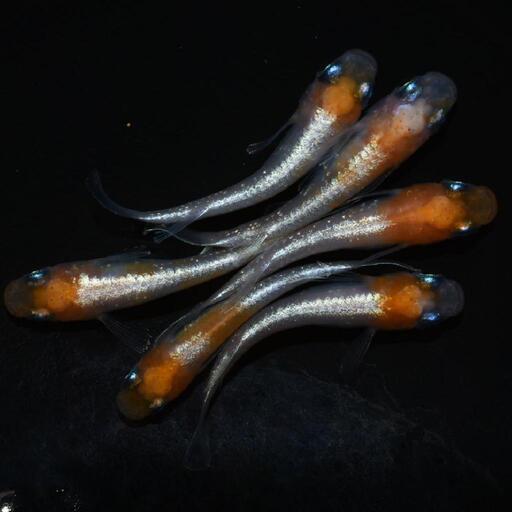 ダイアナ妃　若魚1ペア