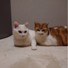 仲良し姉妹の里親さん募集中です。