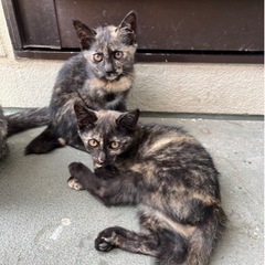 【里親さん見つかりました。ありがとうございました。】 - 里親募集
