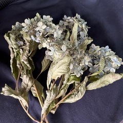 紫陽花　ドライフラワー