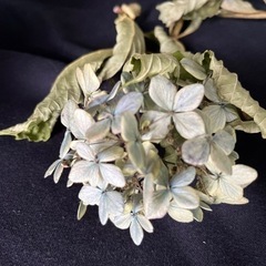 紫陽花　ドライフラワーの画像