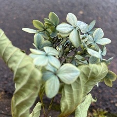 紫陽花　ドライフラワーの画像