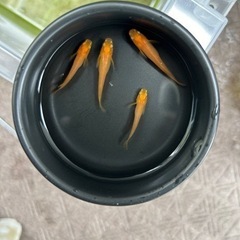 ✨第2段！人気品種メダカ✨🪷紅帝  稚魚〜若魚約40匹＆オオミジ...