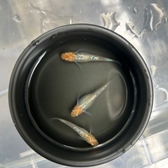✨第2段！人気品種メダカ✨🪷アイスブレイク  針子〜幼魚30匹以...