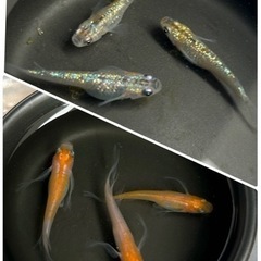 ✨超お買い得✨🪷人気メダカ5品種稚魚〜幼魚MIX約100匹&オオ...