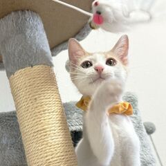 パステル柄が可愛い💖けど、イケメンくん🐈