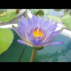 無理しないで付き合えるお友達募集